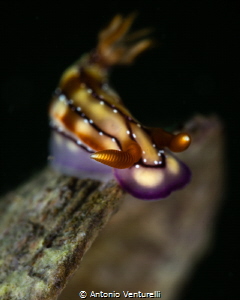 Hypselodoris krakatoa nudibranch_March 2025
(CanonRF100,... by Antonio Venturelli 